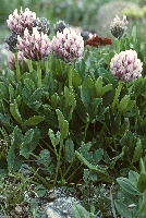 Trifolium parryi